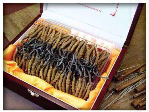 中宁冬虫夏草回收